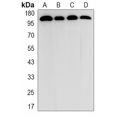 PERK Rabbit Monoclonal Antibody(C3183)
