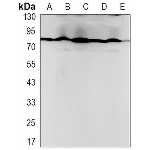 PRMT7 Rabbit Monoclonal Antibody(C3186)