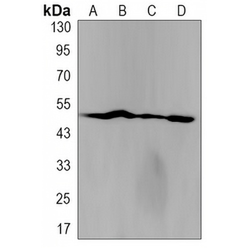 PTEN Rabbit Monoclonal Antibody(C3187)