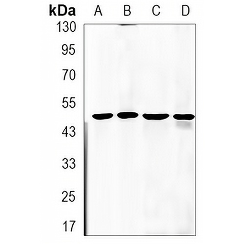 SMAD2 Rabbit Monoclonal Antibody(C3192)