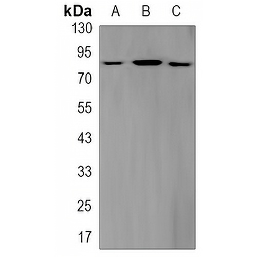 STAT3 (Phospho-S727) Rabbit Monoclonal Antibody(C3193)