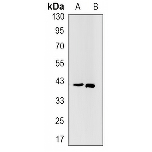 STING Rabbit Monoclonal Antibody(C3197)