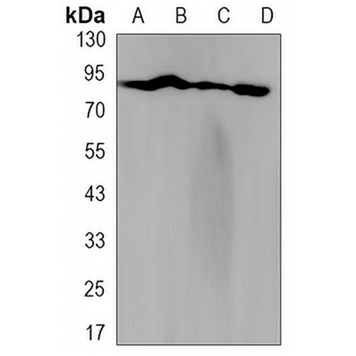 TNS4 Rabbit Monoclonal Antibody(C3199)