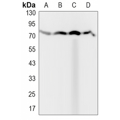 TRIM25 Rabbit Monoclonal Antibody(C3205)