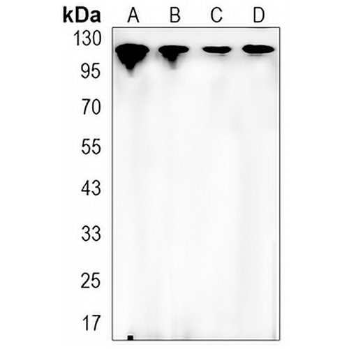 Vinculin Rabbit Monoclonal Antibody(C3209)