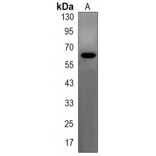 WDR1 Rabbit Monoclonal Antibody(C3210)
