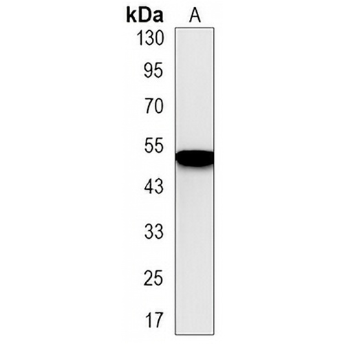 IRF7 Rabbit Monoclonal Antibody(C3213)