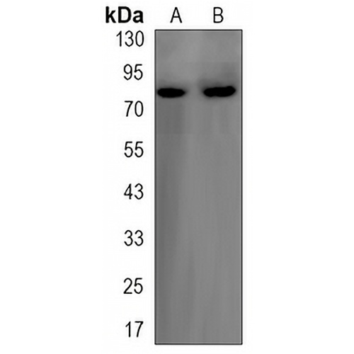 FOXO3 Rabbit Monoclonal Antibody(C3214)