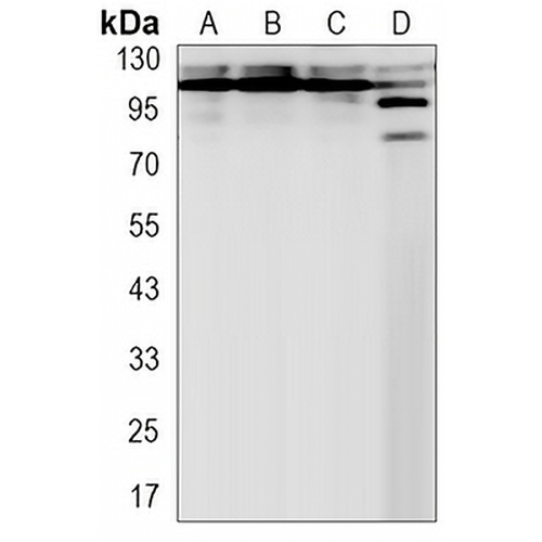 NEDD4 Rabbit Monoclonal Antibody(C3219)