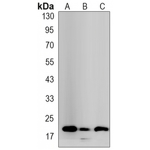BID Rabbit Monoclonal Antibody(C3229)