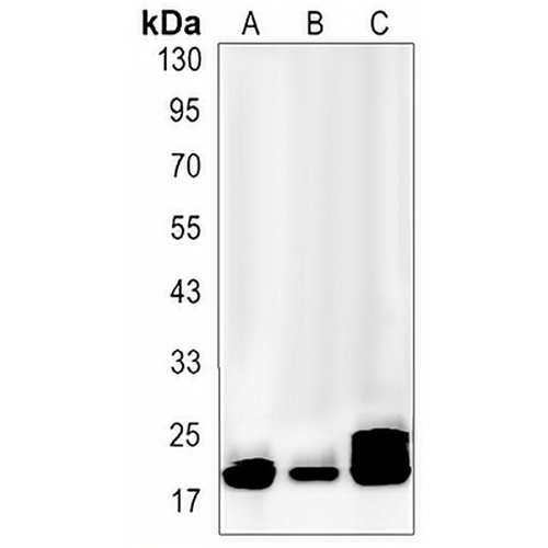 Cofilin Rabbit Monoclonal Antibody(C3233)