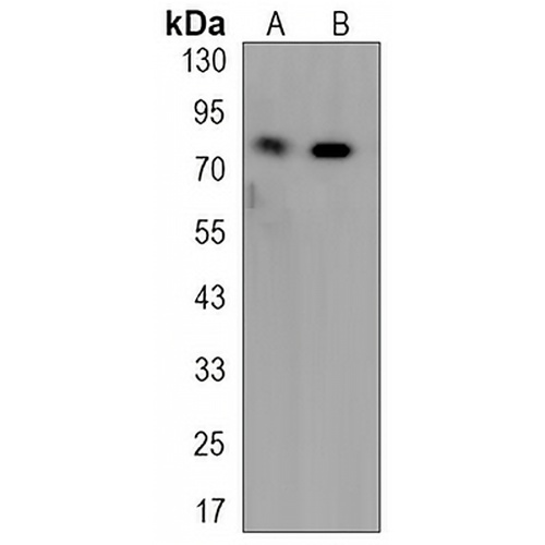 DGK alpha Rabbit Monoclonal Antibody(C3236)