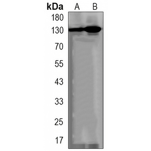 DNMT3A Rabbit Monoclonal Antibody(C3239)