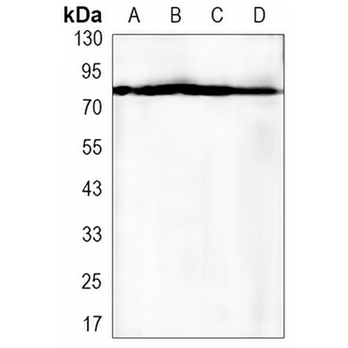 EIF4B Rabbit Monoclonal Antibody(C3241)