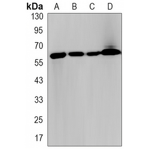 KEAP1 Rabbit Monoclonal Antibody(C3246)