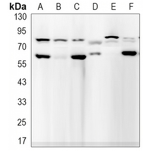 Lamin A/C Rabbit Monoclonal Antibody(C3247)