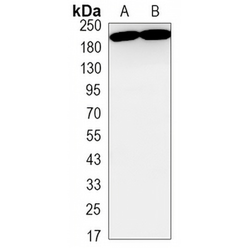 MERTK Rabbit Monoclonal Antibody(C3250)
