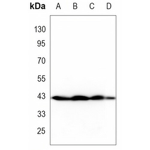 p38 Rabbit Monoclonal Antibody(C3252)