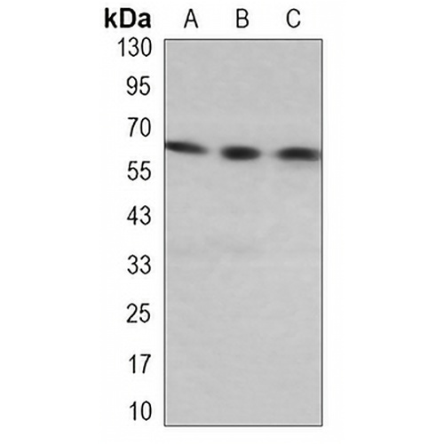 Paxillin Rabbit Monoclonal Antibody(C3253)