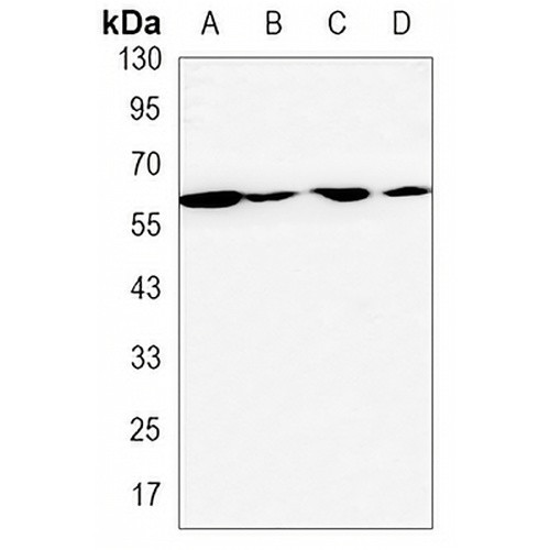 hnRNP I Rabbit Monoclonal Antibody(C3254)