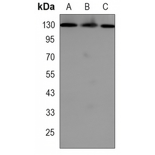RAD21 Rabbit Monoclonal Antibody(C3255)
