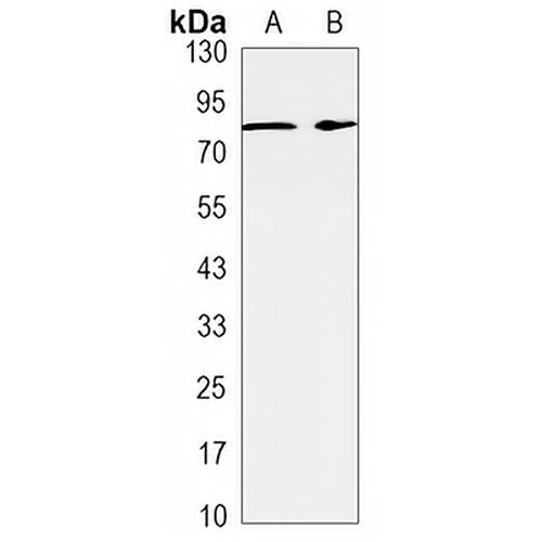 RSK2 Rabbit Monoclonal Antibody(C3258)