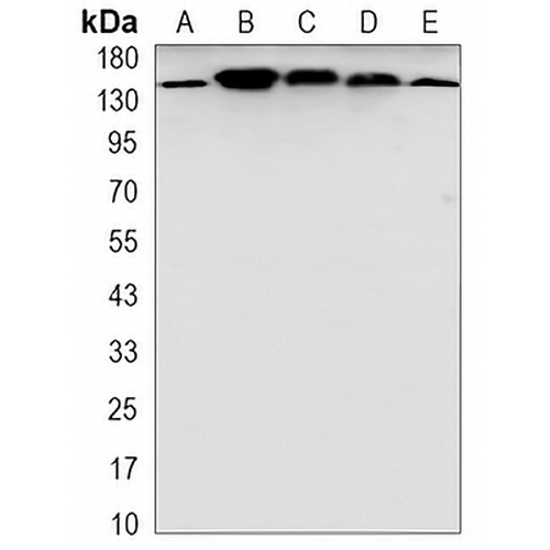 SAP155 Rabbit Monoclonal Antibody(C3259)