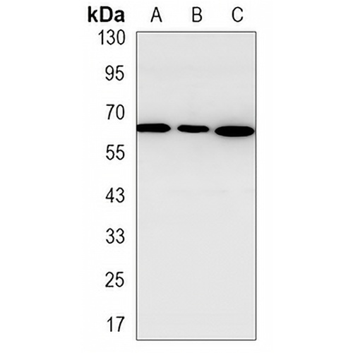 p62 Rabbit Monoclonal Antibody(C3260)