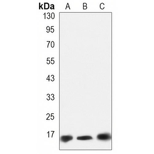 SOD1 Rabbit Monoclonal Antibody(C3262)