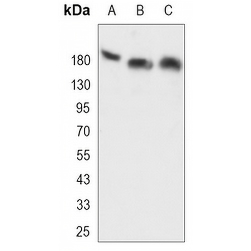Thrombospondin 1 Rabbit Monoclonal Antibody(C3263)