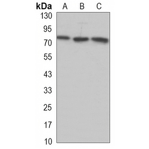 TORC2 Rabbit Monoclonal Antibody(C3264)