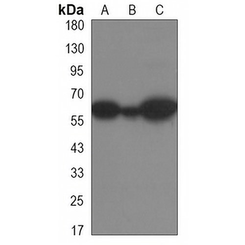 YTHDF1 Rabbit Monoclonal Antibody(C3269)