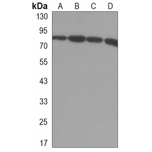 UHRF1 Mouse Monoclonal Antibody(C3274)
