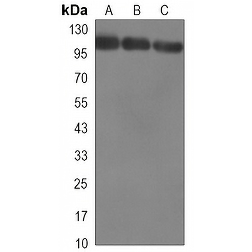 KDM1A Mouse Monoclonal Antibody(C3275)