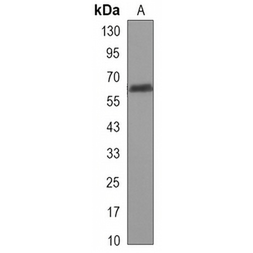 TBL1X Mouse Monoclonal Antibody(C3277)