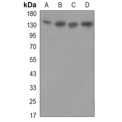 Dynactin 1 Mouse Monoclonal Antibody(C3278)