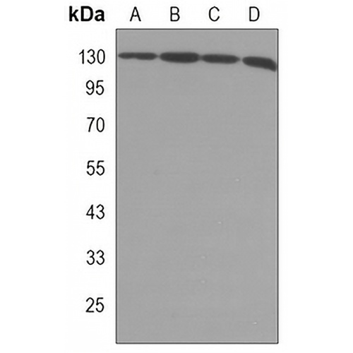 EG5 Mouse Monoclonal Antibody(C3279)