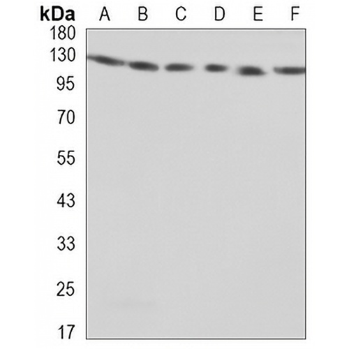 KIAA1967 Mouse Monoclonal Antibody(C3280)