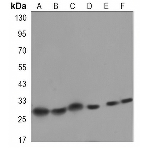 HP1 alpha Mouse Monoclonal Antibody(C3283)