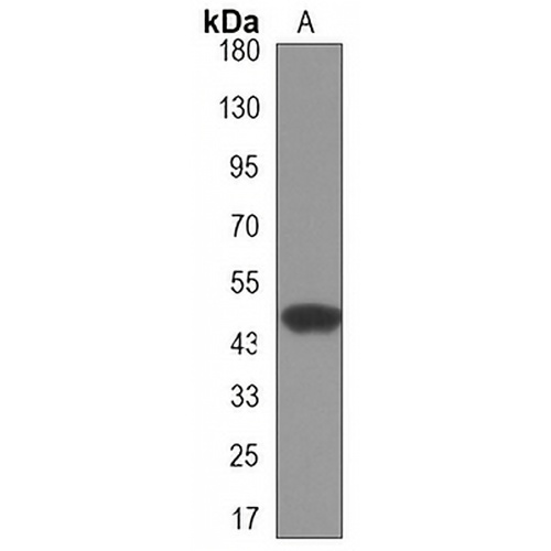 OCT4 Mouse Monoclonal Antibody(C3285)