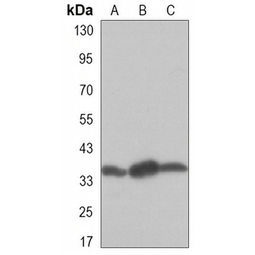 PP1 alpha Mouse Monoclonal Antibody(C3289)