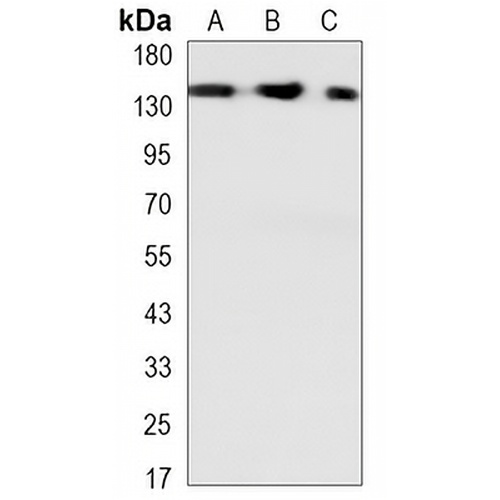 SMC1A Mouse Monoclonal Antibody(C3292)