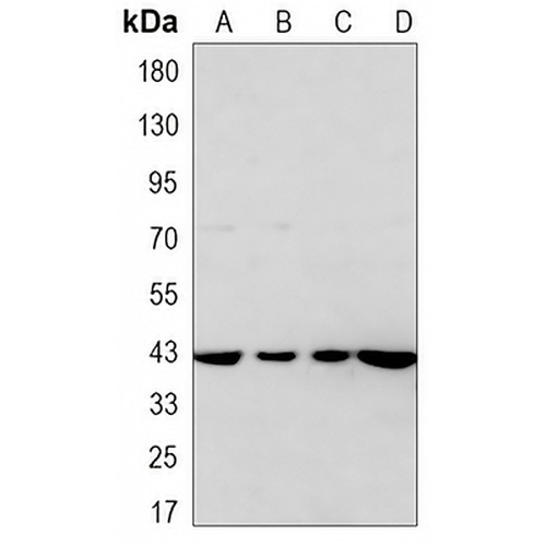 PDHA1 Mouse Monoclonal Antibody(C3293)