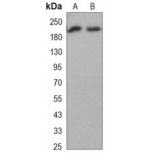 BRG1 Mouse Monoclonal Antibody(C3295)