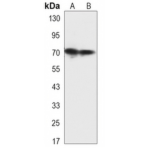 HSP70 Mouse Monoclonal Antibody(C3298)