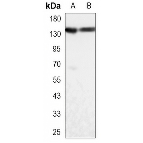 USP7 Mouse Monoclonal Antibody(C3302)