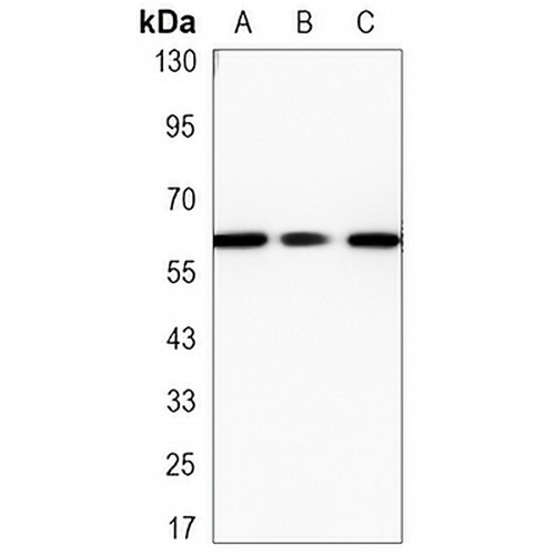SMAD5 Mouse Monoclonal Antibody(C3303)