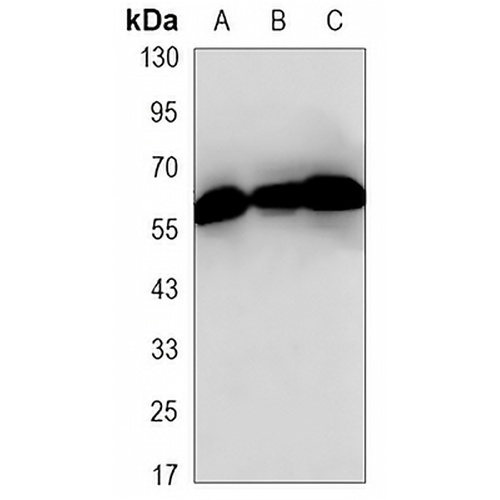 GTF2H1 Mouse Monoclonal Antibody(C3305)