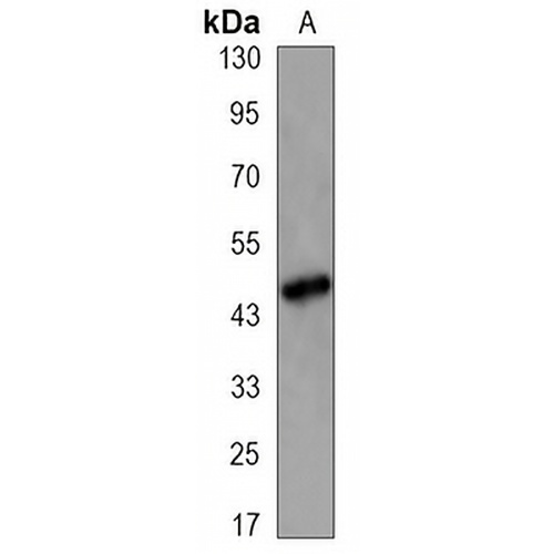 CD95 Mouse Monoclonal Antibody(C3307)