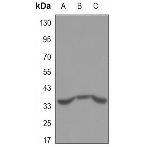 PP1 gamma Mouse Monoclonal Antibody(C3308)